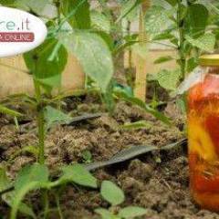Peperoni Sott'Olio