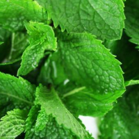 6 goccie di Estratto di Menta