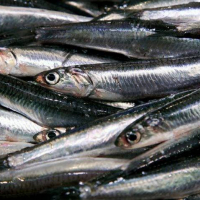 8 filetti di alici sottolio