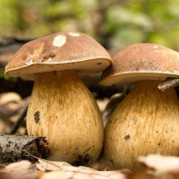200 gr. di Funghi Porcini