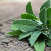 6 foglie di Salvia ananas