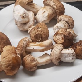 400 g. di Funghi Porcini