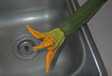 Fiori Di Zucca Ripieni Veloci preparazione 0