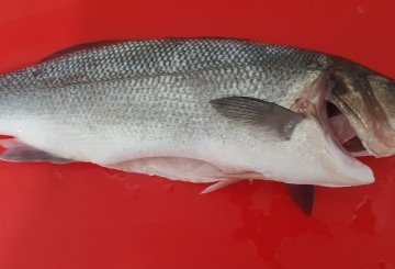 Branzino alla Piastra preparazione 0