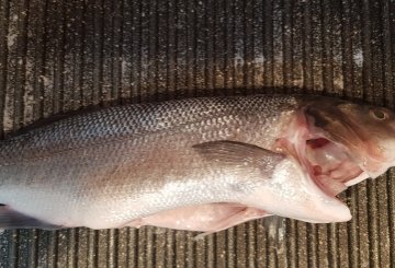 Branzino alla Piastra preparazione 1