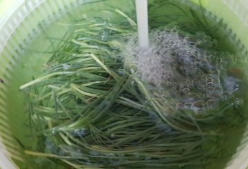 Agretti In Padella preparazione 2