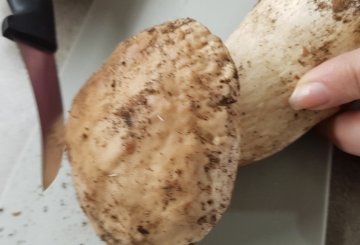 BRUSCHETTE AI PORCINI preparazione 0