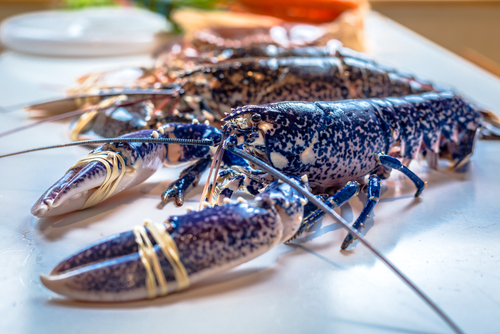 Astice, il crostaceo ideale per primi piatti