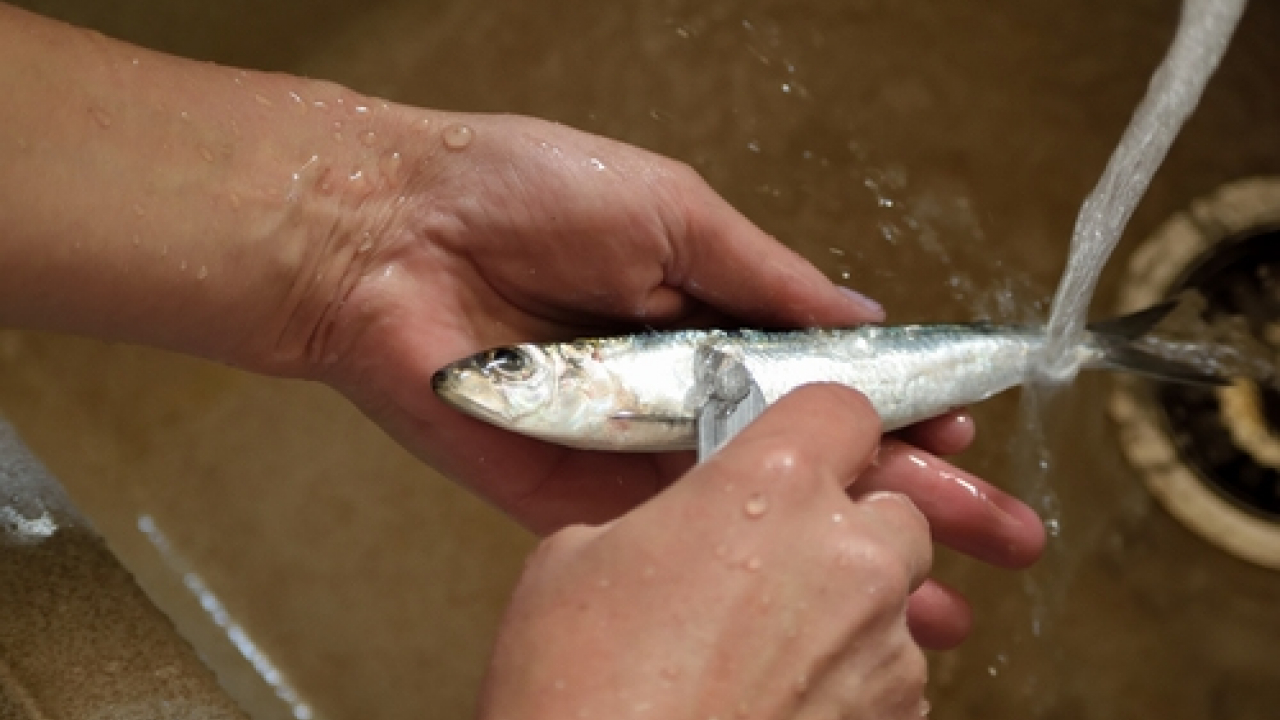 Come pulire le sardine, pesce gustoso ed economico