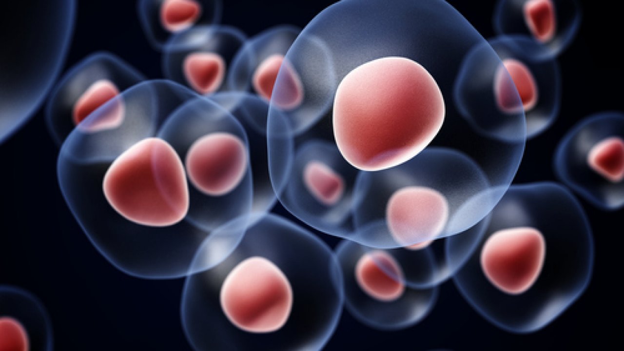 Il digiuno fa bene: la ricerca sulle cellule staminali 
