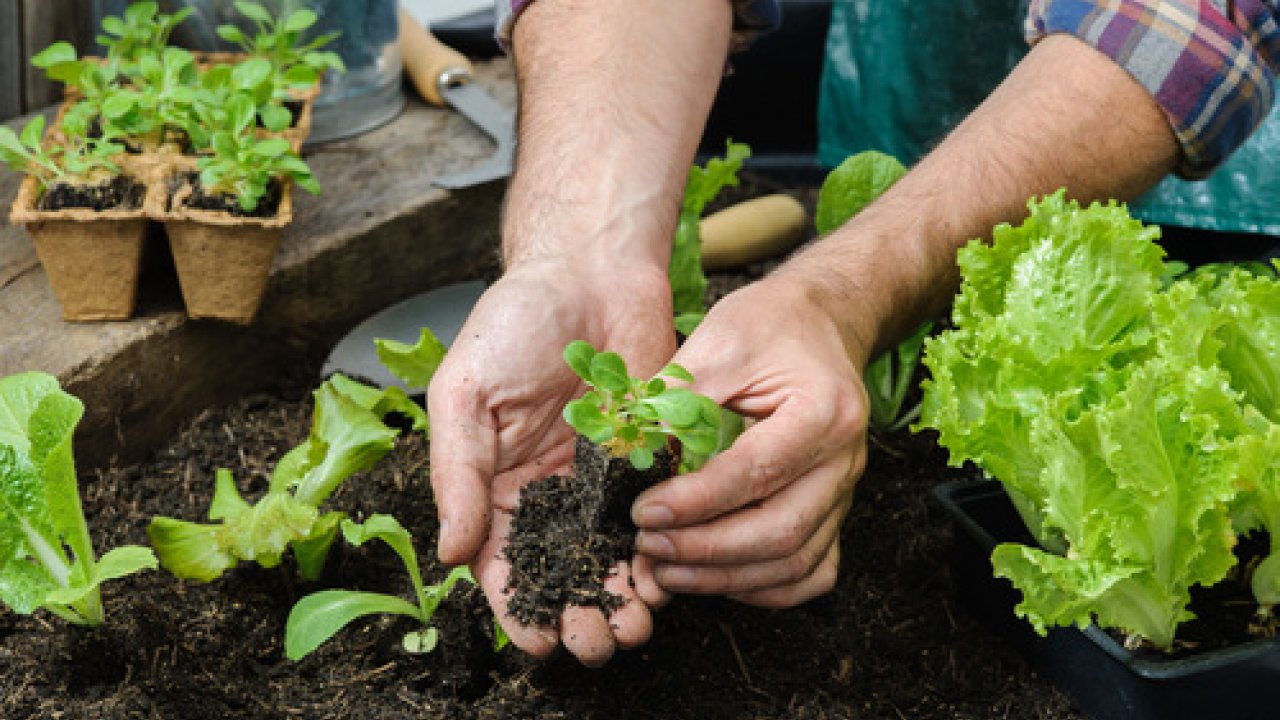 Come fare un orto in casa: tutti i segreti