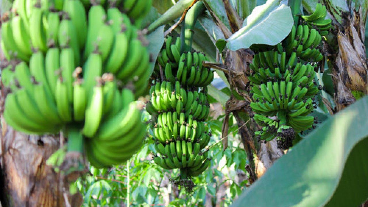 Pasta di banana, la novità che arriva dall'uganda