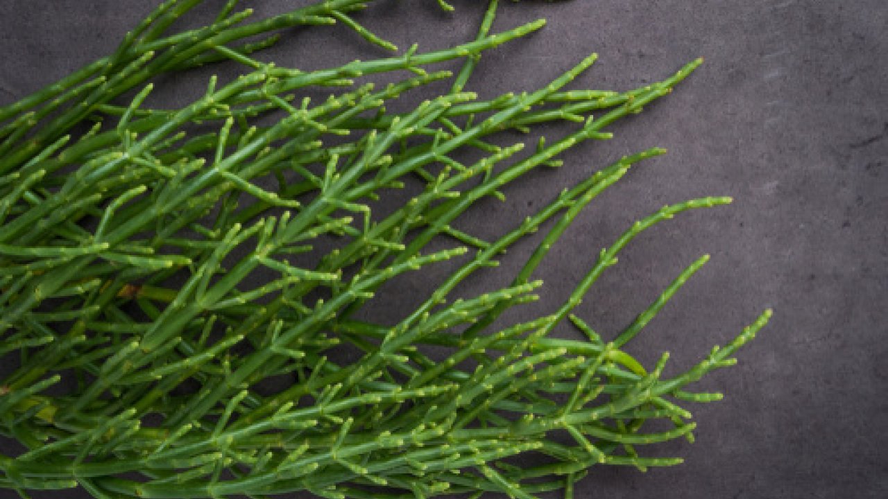 Asparagi di mare o salicornia