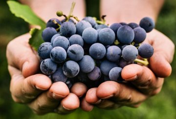 Mangiare uva fa ingrassare: la falsa credenza