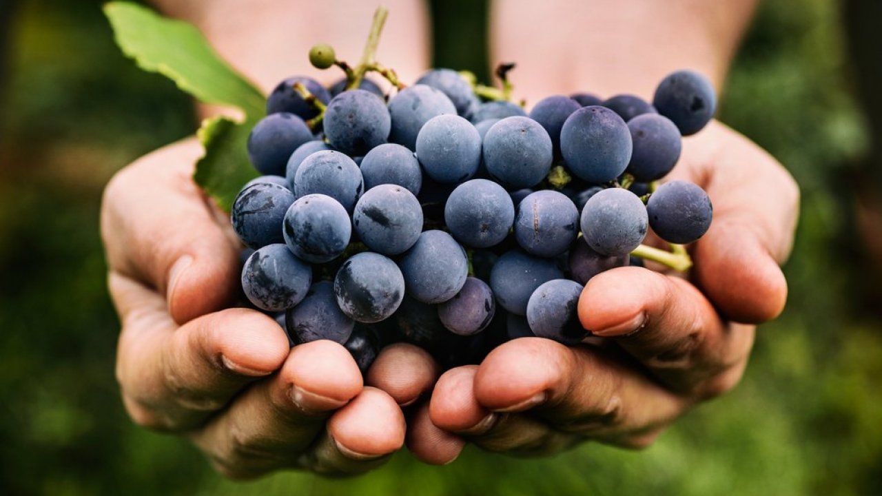 Mangiare uva fa ingrassare: la falsa credenza