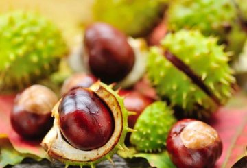 Castagne matte