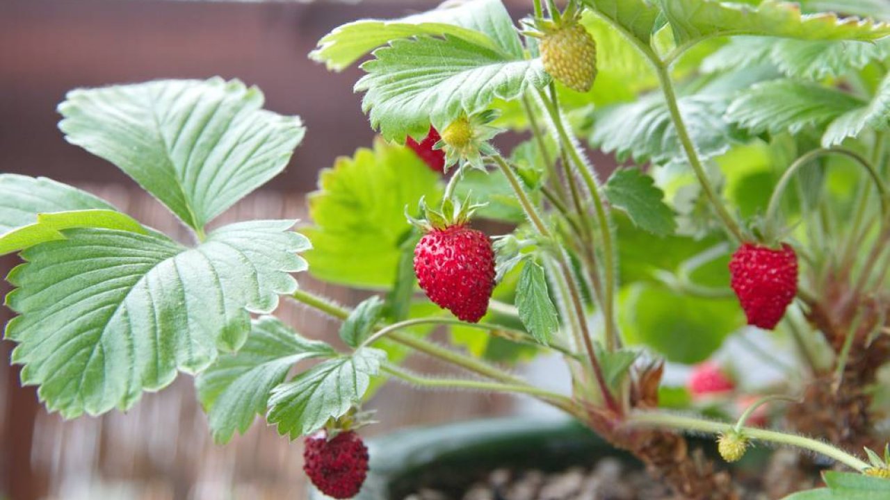 Coltivare le fragole in casa