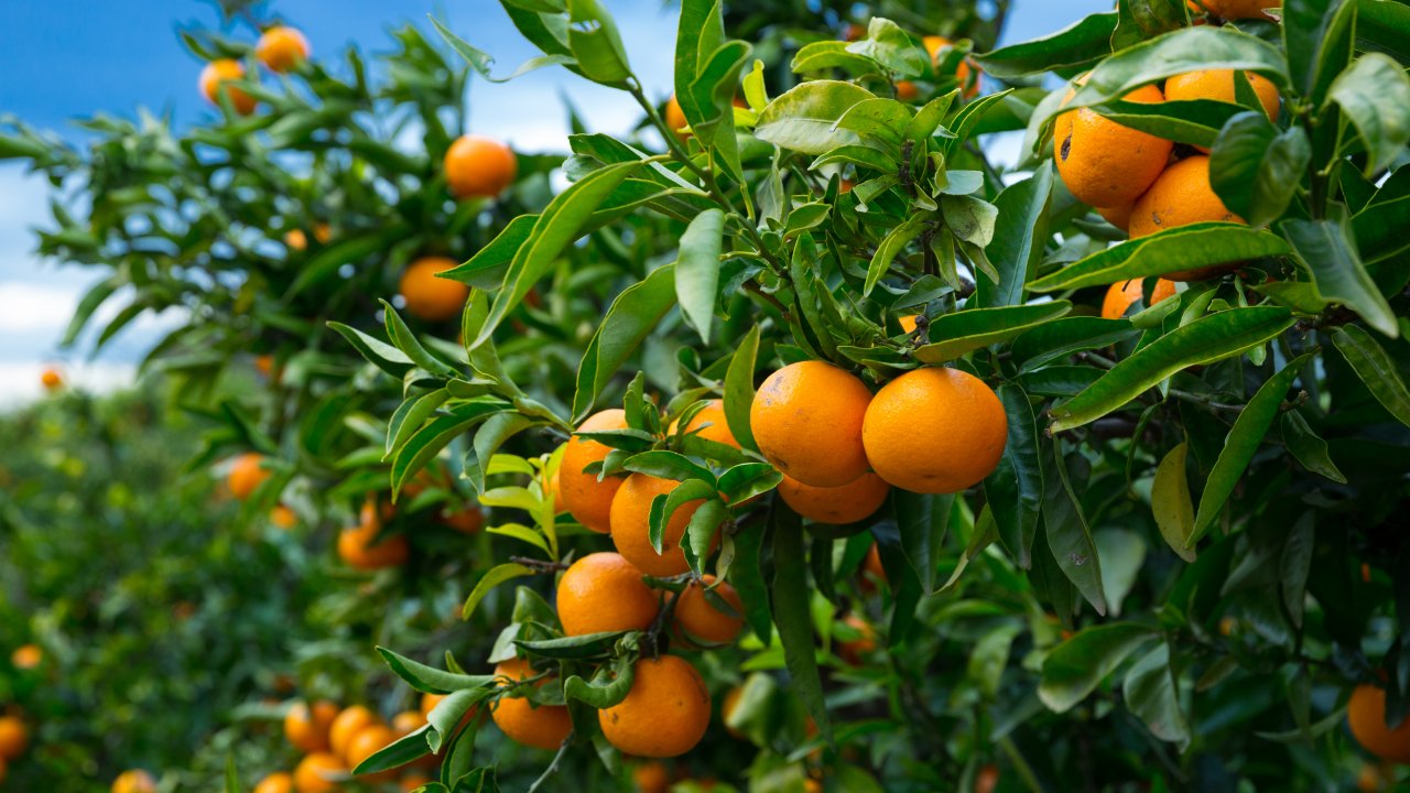 Mandarini, il succoso frutto anti-raffreddore