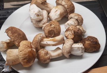 Funghi porcini