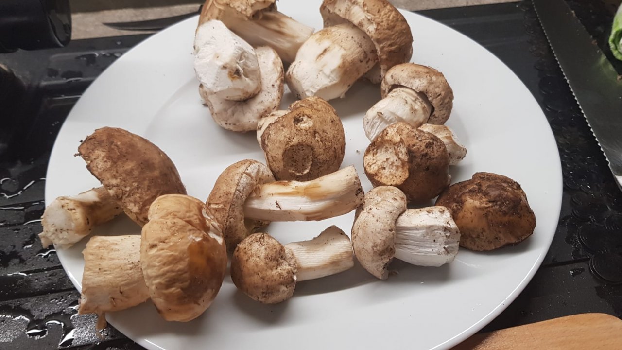 Funghi porcini