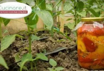 PEPERONI SOTT'OLIO