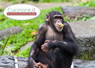 Cibo cotto per gli scimpanzè