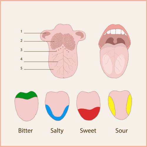 Anatomia del gusto