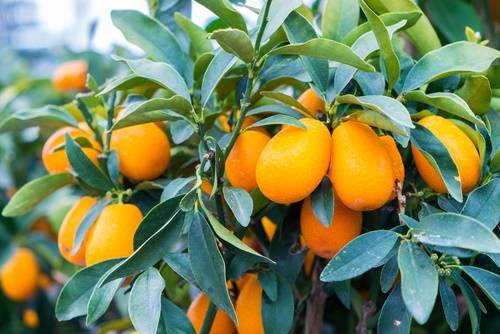 Coltivare il Kumquat