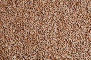 Il Farro storia e utilizzo il Farro integrale