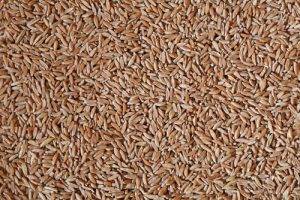 Il Farro storia e utilizzo il Farro integrale