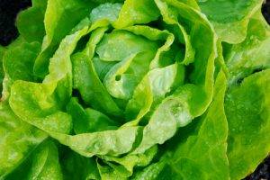 Insalata con polpettine di Parmigiano preparazione 0