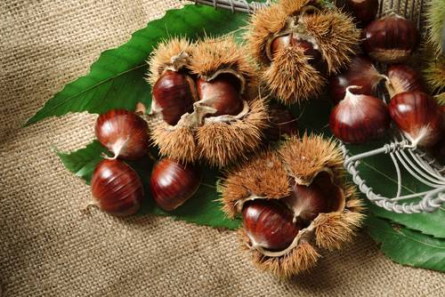 Alla scoperta delle Castagne