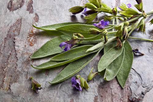 Benefici della salvia, la pianta dalle mille proprietà!