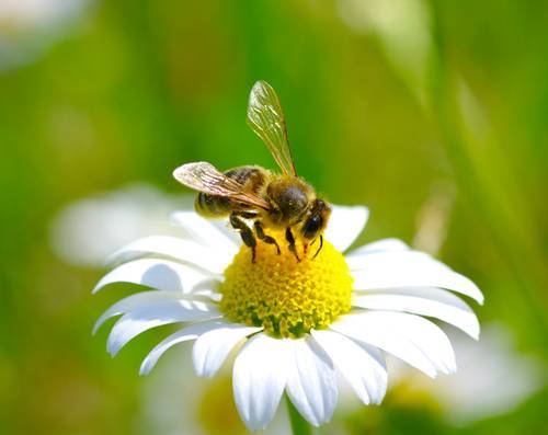 Proteggere le api per la salvaguardia del pianeta!