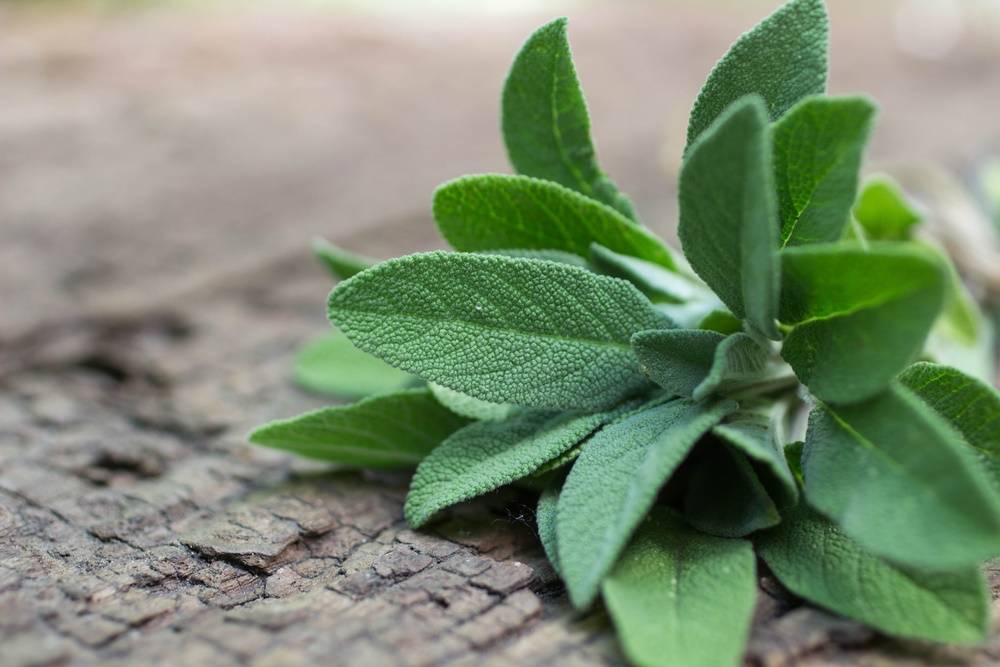 Salvia, l'erba della salute per aromatizzare i tuoi piatti