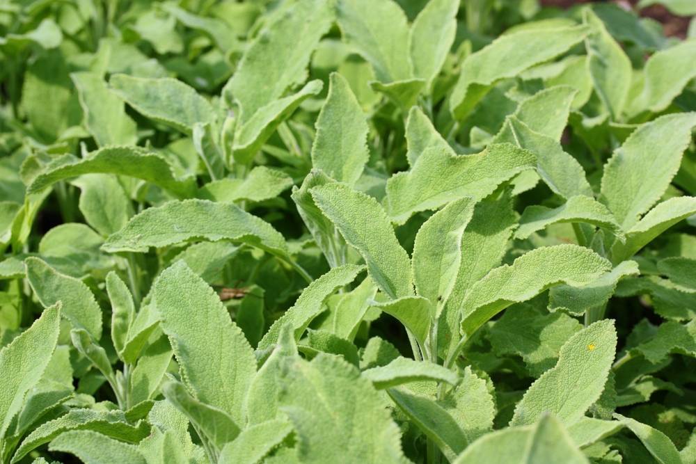 Lavare la salvia, procedimento e consigli