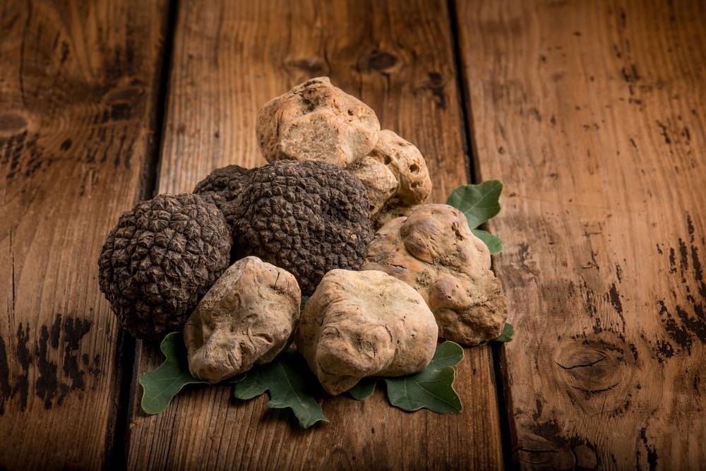 Tartufo, un afrodisiaco da migliaia di euro