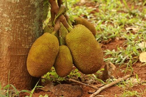 Giaca, un frutto multiuso per i poveri