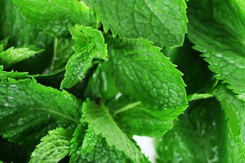 La Menta una meravigliosa Erba aromatica