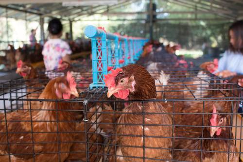 Allevamento polli, prezzo basso vuol dire qualità?