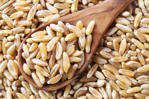Khorosan Kamut, il cereale amato da Faraoni