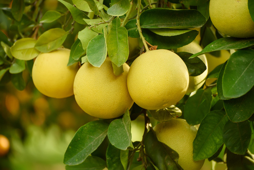 Pomelo, l'agrume che arriva dalla Cina