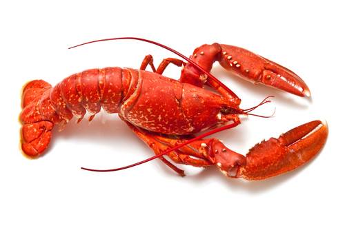 Come Pulire E Tagliare L Aragosta In Pochi Passi Cucinare It
