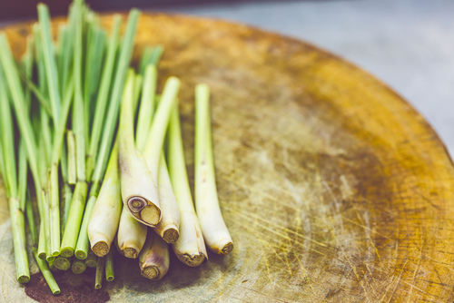 Lemongrass o citronella, la pianta di Alessandro Magno