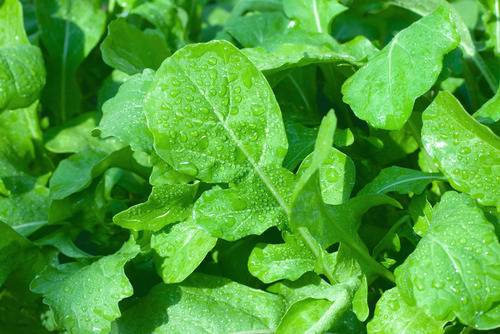 Come lavare la rucola in maniera facile e veloce